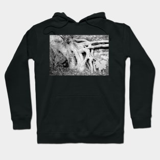 Trees ~ Roots a new beginning Hoodie